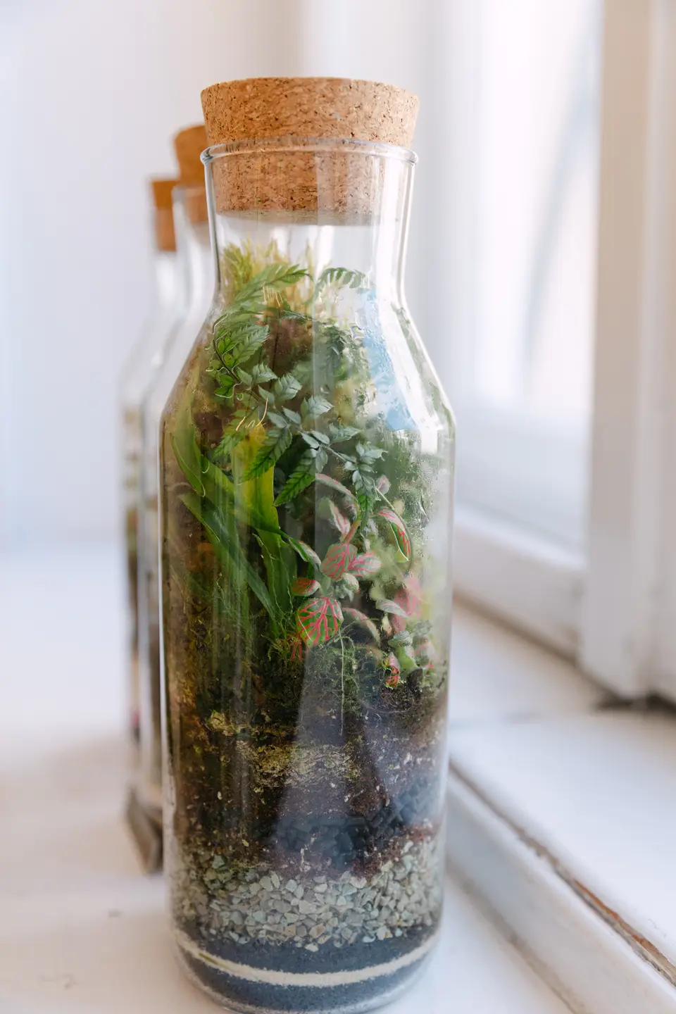 Glasflaschen mit kleinen Pflanzterrarien auf einer Fensterbank